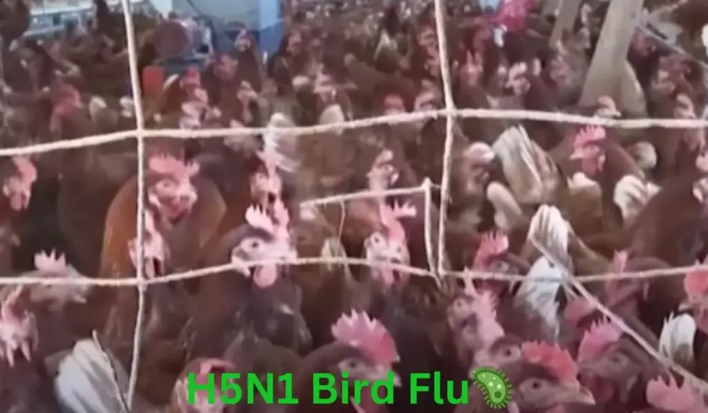 H5N1 Bird Flu outbreak